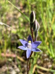 Thelymitra pauciflora