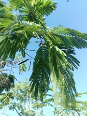 Leucaena pulverulenta