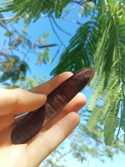 Leucaena pulverulenta