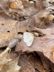 Operophtera bruceata