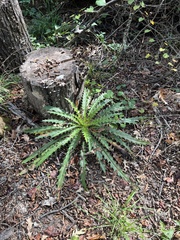 Cirsium horridulum