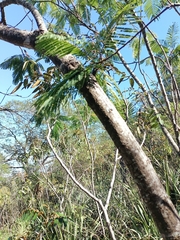 Leucaena pulverulenta