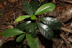 Coelospermum paniculatum