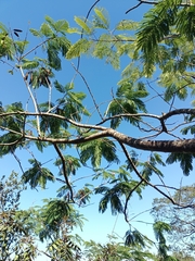 Leucaena pulverulenta