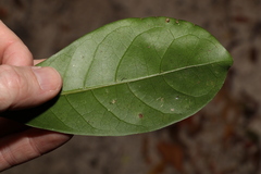 Coelospermum paniculatum