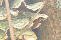 Cerrena unicolor