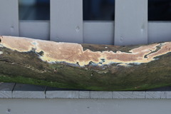 Steccherinaceae