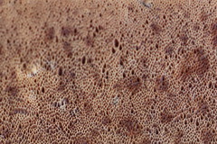 Steccherinaceae