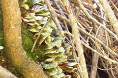 Cerrena unicolor