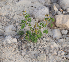Crotalaria incana