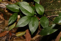 Pandorea jasminoides