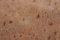 Steccherinaceae