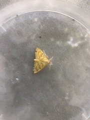 Loxomorpha flavidissimalis