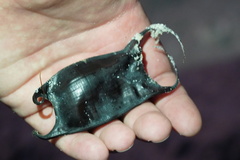 Rostroraja eglanteria