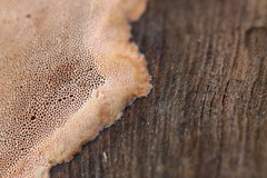 Steccherinaceae
