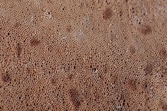 Steccherinaceae