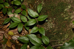 Pandorea jasminoides