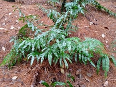 Dryopteris filix-mas