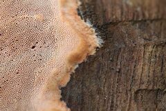 Steccherinaceae