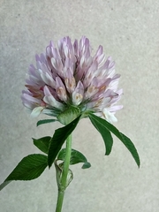 Trifolium pratense