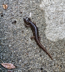 Aneides lugubris
