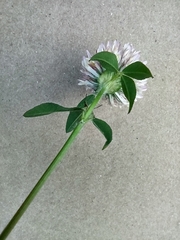 Trifolium pratense