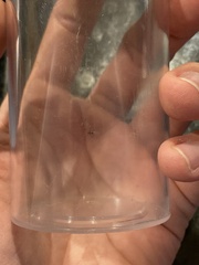 Rhopalosiphina
