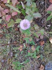 Trifolium pratense
