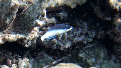 Anampses neoguinaicus
