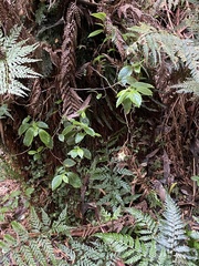 Fieldia australis