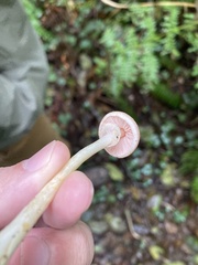 Agaricus diminutivus