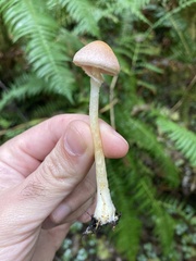 Agaricus diminutivus