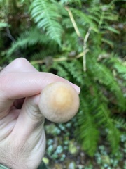 Agaricus diminutivus