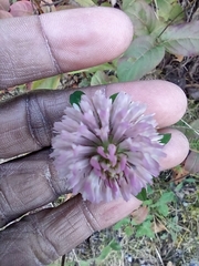 Trifolium pratense