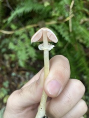 Agaricus diminutivus
