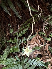 Fieldia australis