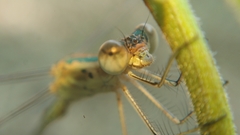 Lestes elatus