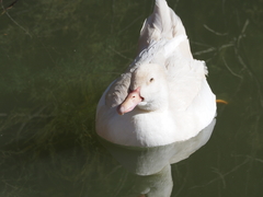 Anas platyrhynchos × Cairina moschata