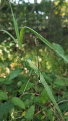 Lestes elatus