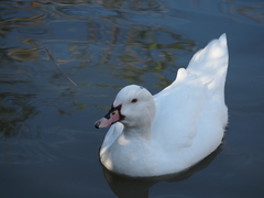 Anas platyrhynchos × Cairina moschata