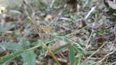 Lestes elatus