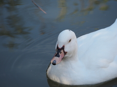Anas platyrhynchos × Cairina moschata