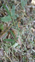 Lestes elatus