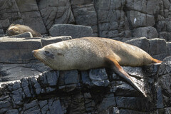 Arctocephalus forsteri