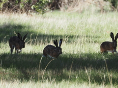 Lepus granatensis
