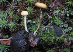 Protostropharia alcis