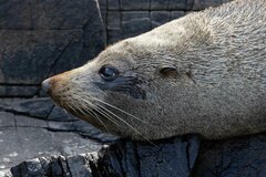 Arctocephalus forsteri