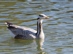 Anser indicus