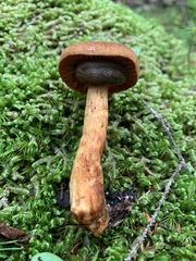 Cortinarius rubellus