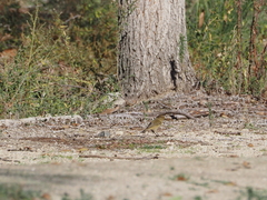 Phylloscopus collybita